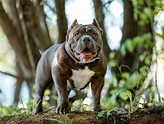 5 Types of Pit Bull Dog Breeds