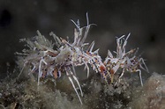 A Pair Of Spiny Tiger Shrimp Crawl Photograph by Ethan Daniels