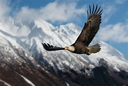 La vista del águila, el halcón y otras aves depredadoras - Mis Animales