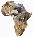 African wildlife background. African wildlife map with the Big Five ...