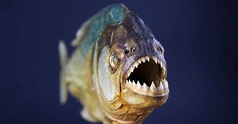 10 Incredible Piranha Facts - A-Z Animals