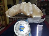 Fisherman found giant pearl 'worth $100m' and kept it under his bed for ...