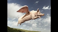 Flying Pigs Are Real - YouTube