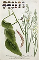 a. Phalangium non ramosum, Phalange, ErdspinnenKraut. b. Phalangium parvo flore ramosum. c ...