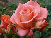 Patricia | Bush Roses | Magic Garden Roses