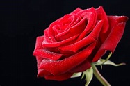 Love Rose Flower, Beautiful Rose Flowers, Wonderful Flowers, Romantic ...