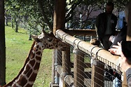 Exploring the Jacksonville Zoo and Gardens : Jacksonville, FL