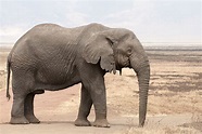 African elephant - Wikipedia