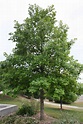 Swamp White Oak - Plant Guide