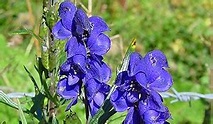 Aconitum ferox - Blue Aconite - Entheology.com