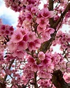 5 flores exóticas de Japón que tienes que conocer: FOTOS - Panorama