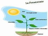 Dibujo del proceso de la fotosintesis - Imagui