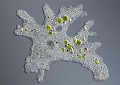 Reino Protista Protozoa Taxonomia De Protozoarios Biologia Images