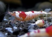 Crystal Red Shrimp – Detailed Guide: Care, Diet and Breeding - Shrimp ...