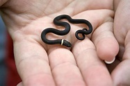 Cute baby snake... adorable at this size! : aww