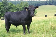 File:Angus cattle 24.jpg - Wikipedia