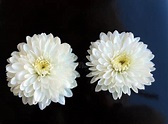 Duas flores foto de stock. Imagem de daisy, detalhe, pólen - 2375456