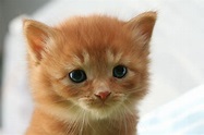 Cute Baby Cat Wallpapers For You Free Download - Orange Kitten Brown ...