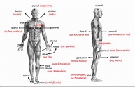 Anatomie: Lagebezeichnungen, Ebenen & Bewegungsrichtungen