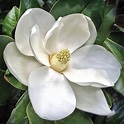 Magnolia Flower Facts | Best Flower Site