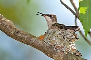 Hummingbird Nests: Our In-Depth Guide - Birdwatching Buzz