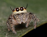 Free Images : wildlife, insect, fauna, invertebrate, close up, arachnid ...