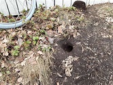 Ratten im Garten - Was tun? Tipps vom Experten - Anticimex