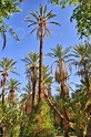 palmeras datileras en selvas, oasis de tamerza, desierto del sahara ...