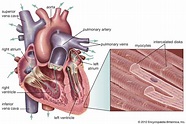 cardiac muscle | Definition, Function, & Structure | Britannica