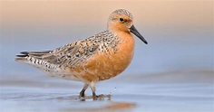 Red Knot - Why does the red Knot Breed in the Arctic? - Bird Baron