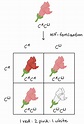 2.2: Multiple alleles, incomplete dominance, and codominance - Biology ...