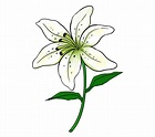 How to Draw a Lily in a Few Easy Steps | Easy Drawing Guides
