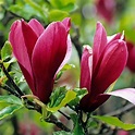 Magnolia species (Magnolia species) - Plantinfo