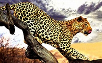 leopard animals Wallpapers HD / Desktop and Mobile Backgrounds