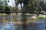 Visit to the La Brea Tar Pits in Los Angeles