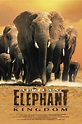 Africa's Elephant Kingdom Pictures - Rotten Tomatoes