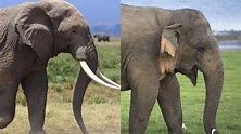 Find The Differences: Asian elephant vs. African elephant - CGTN