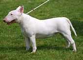 File:Bull Terrier R 01.jpg - Wikimedia Commons