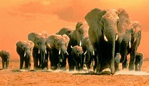 Africa's Elephant Kingdom | Nearby Showtimes, Tickets | IMAX