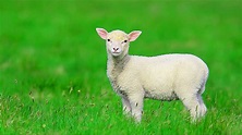 Qingji Vogel 2020 (Little Lamb) - YouTube