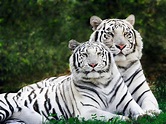 White Tiger Facts for Kids - yourkidsplanet.com