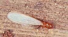 What Do Termites Look Like to The Human Eye: See Pictures of Termites ...