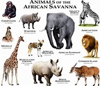 Animals of the African Savanna by rogerdhall on DeviantArt | African ...