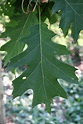 Northern red oak | The Morton Arboretum