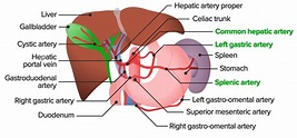 Hígado: Anatomía | Concise Medical Knowledge