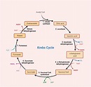 Krebs Cycle: Steps and Products • Microbe Online