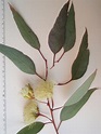 HERBARIO VIRTUAL DE BANYERES DE MARIOLA Y ALICANTE: Eucalyptus globulus ...