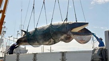 Estas son las razones por las que Japón reanudará la caza de ballenas ...