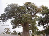 Le symbolisme du baobab, l'arbre magique