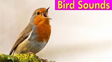 BIRD PICTURES with Sounds and Names in English - YouTube